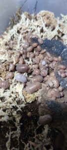 Armadillo Officinalis Brown Orange