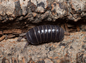 Armadillo Officinalis Top Water