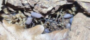 Cubaris Murina