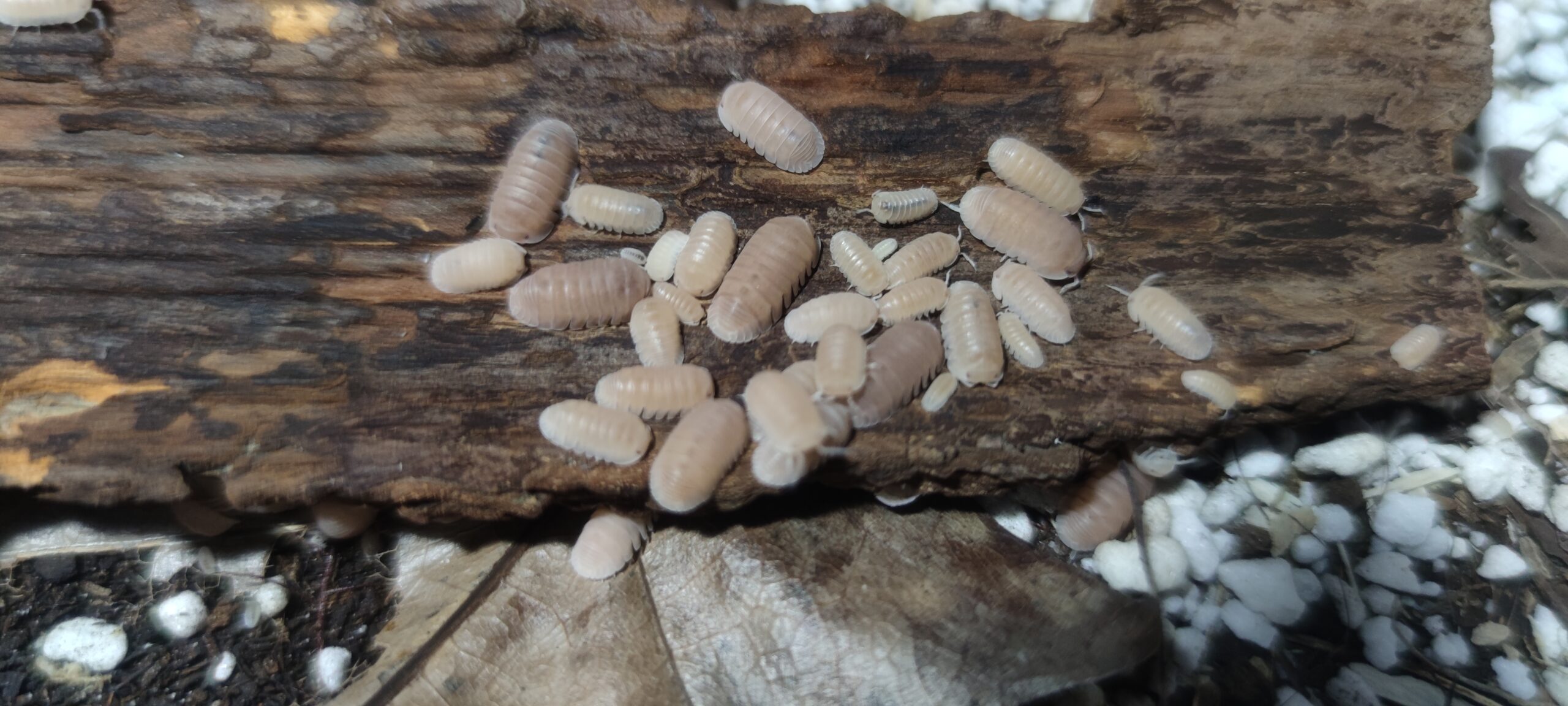 Cubaris Murina Papaya 1