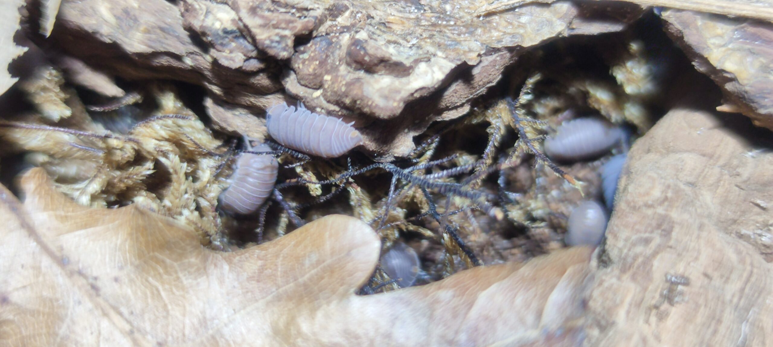 Cubaris Murina