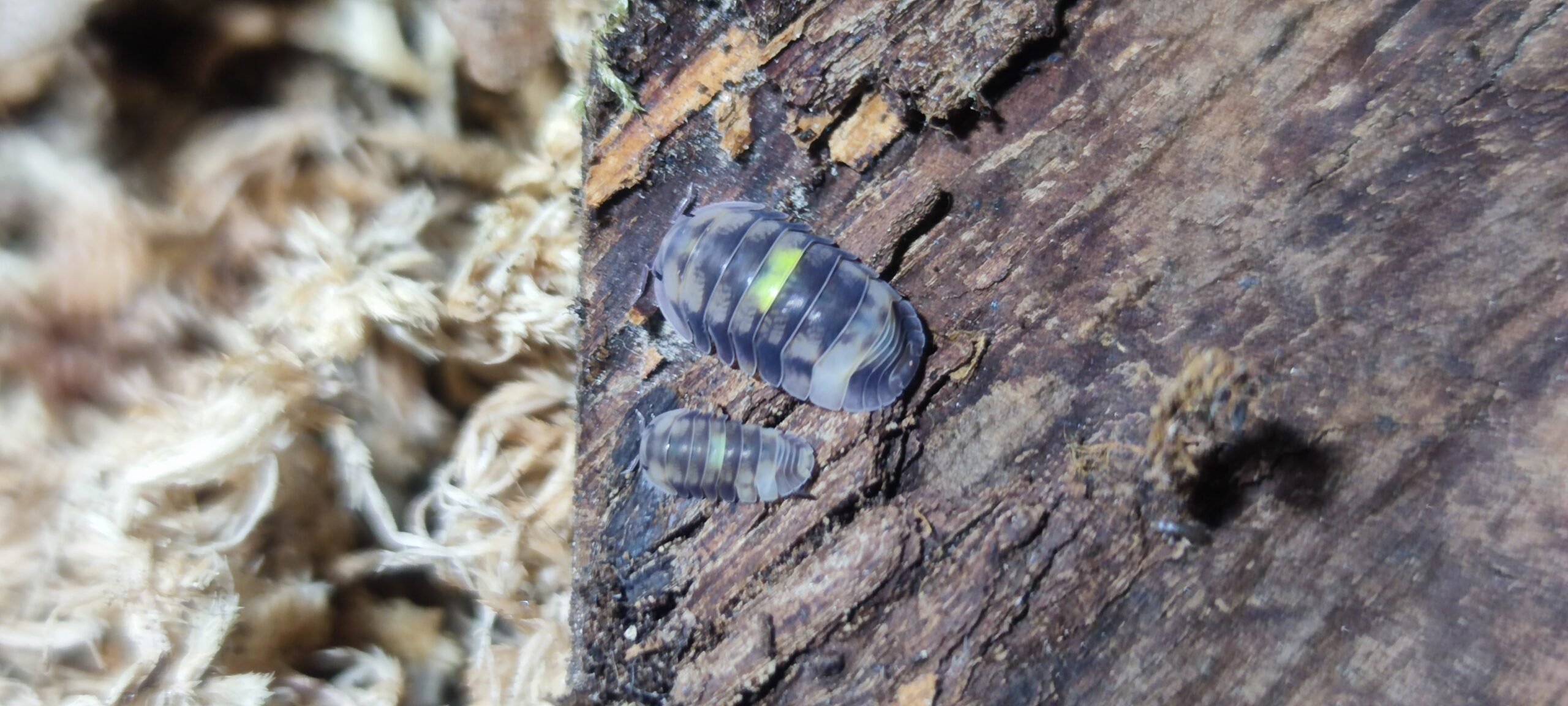 Cubaris Sp. Amber Firefly