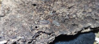 Cubaris Sp. Blue Pigeon