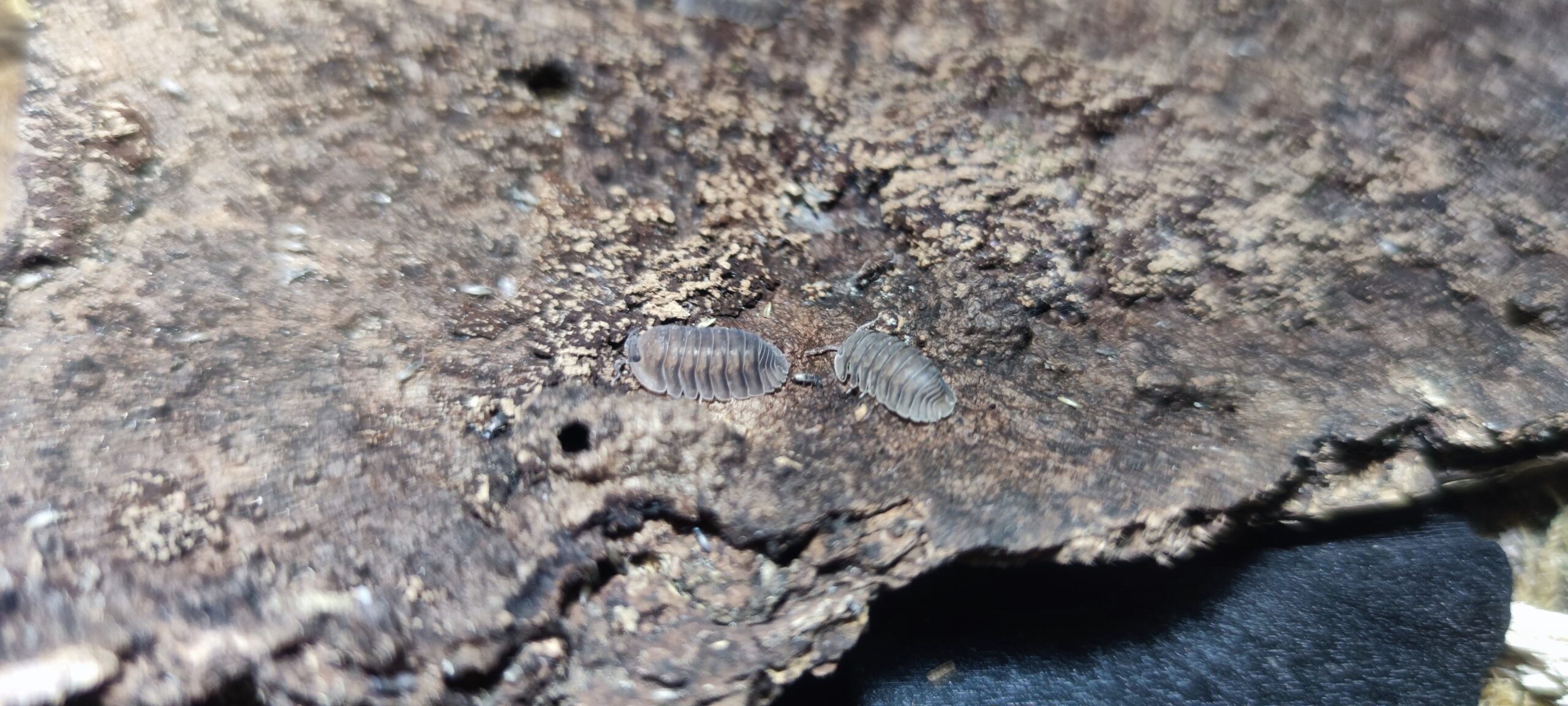 Cubaris Sp. Blue Pigeon