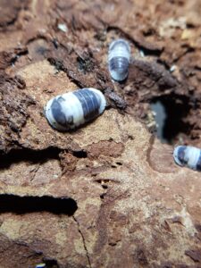 Cubaris sp. Cappu Cream