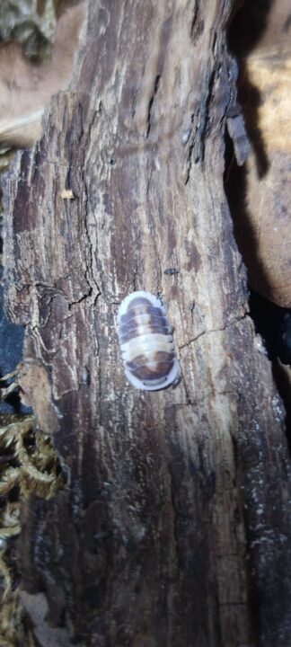 Cubaris Sp. Cappuccino