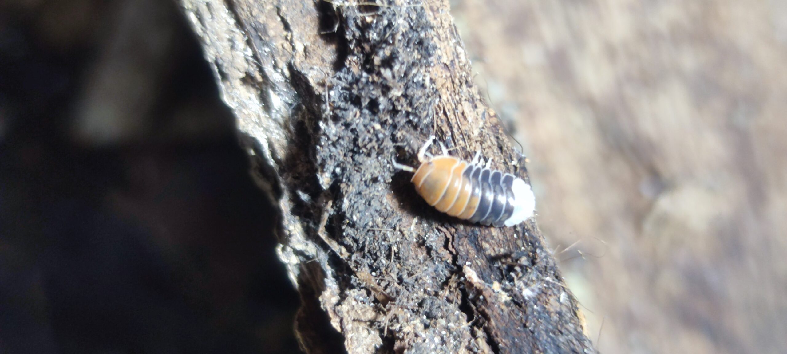 Cubaris Sp. Daxin Tricolor