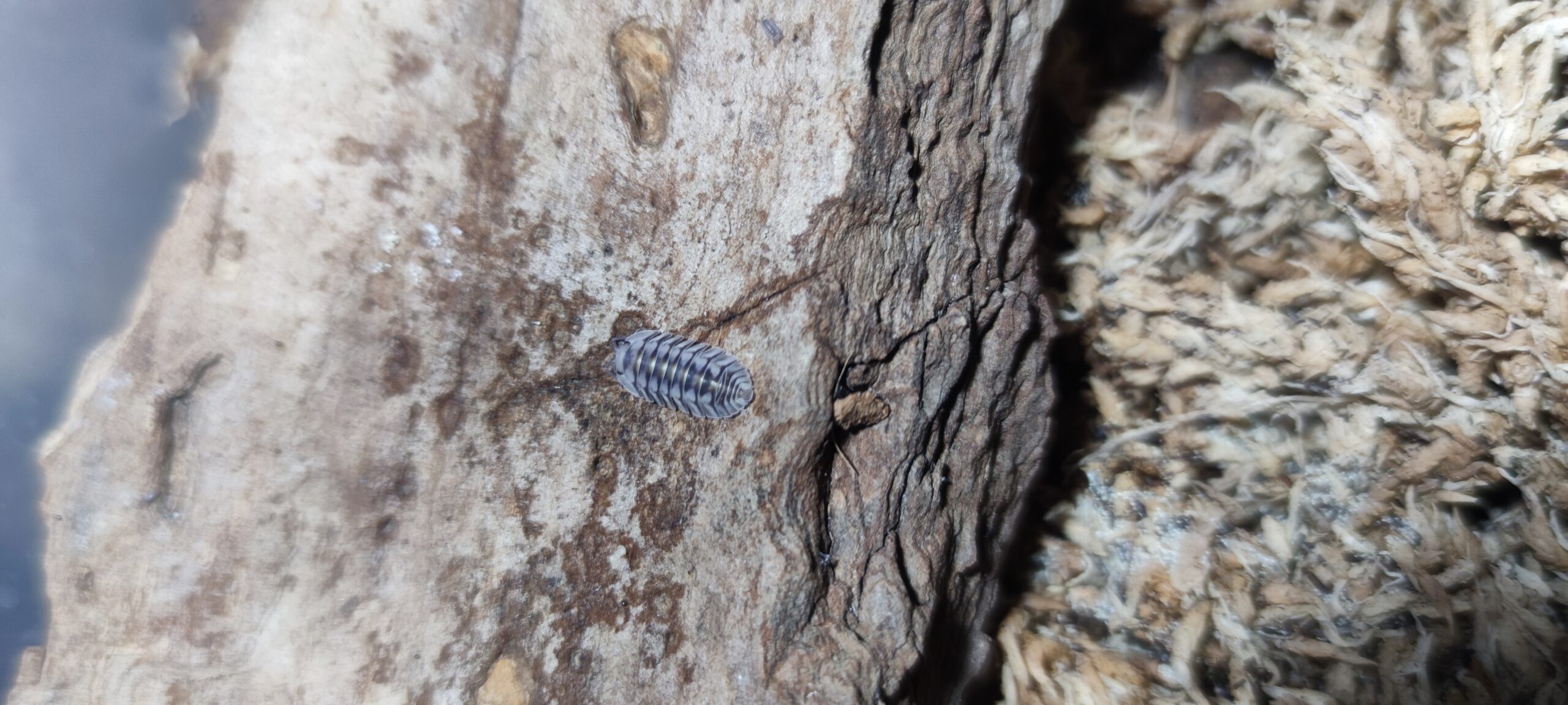 Cubaris Sp. Electric Blue