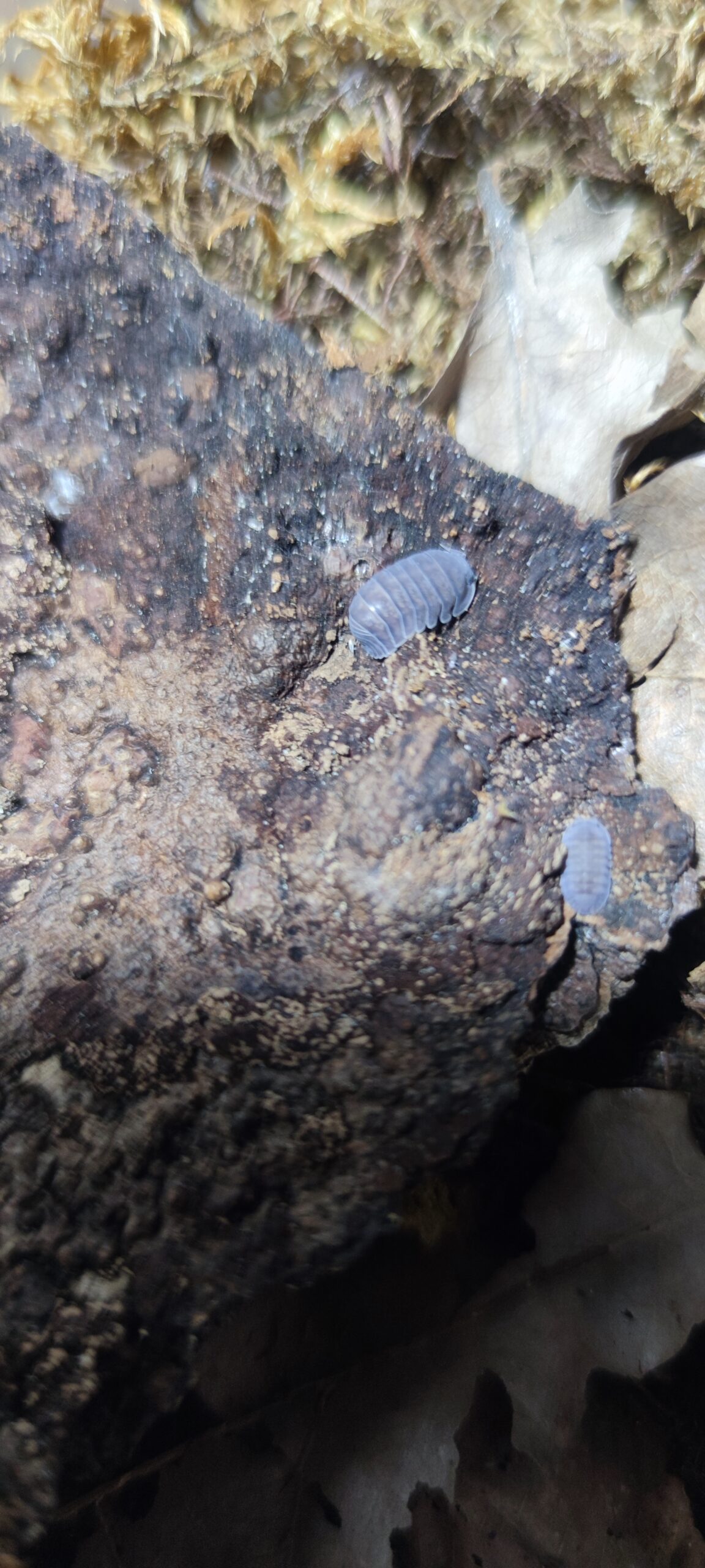 Cubaris Sp. Grey Tiger