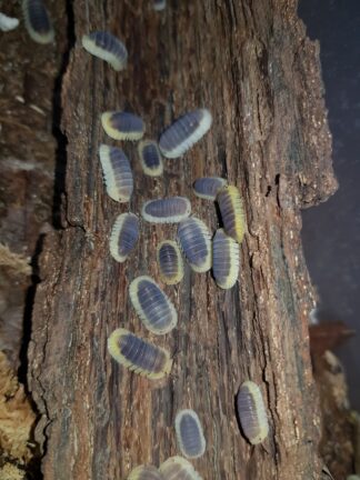 Cubaris sp. Lemon Blue
