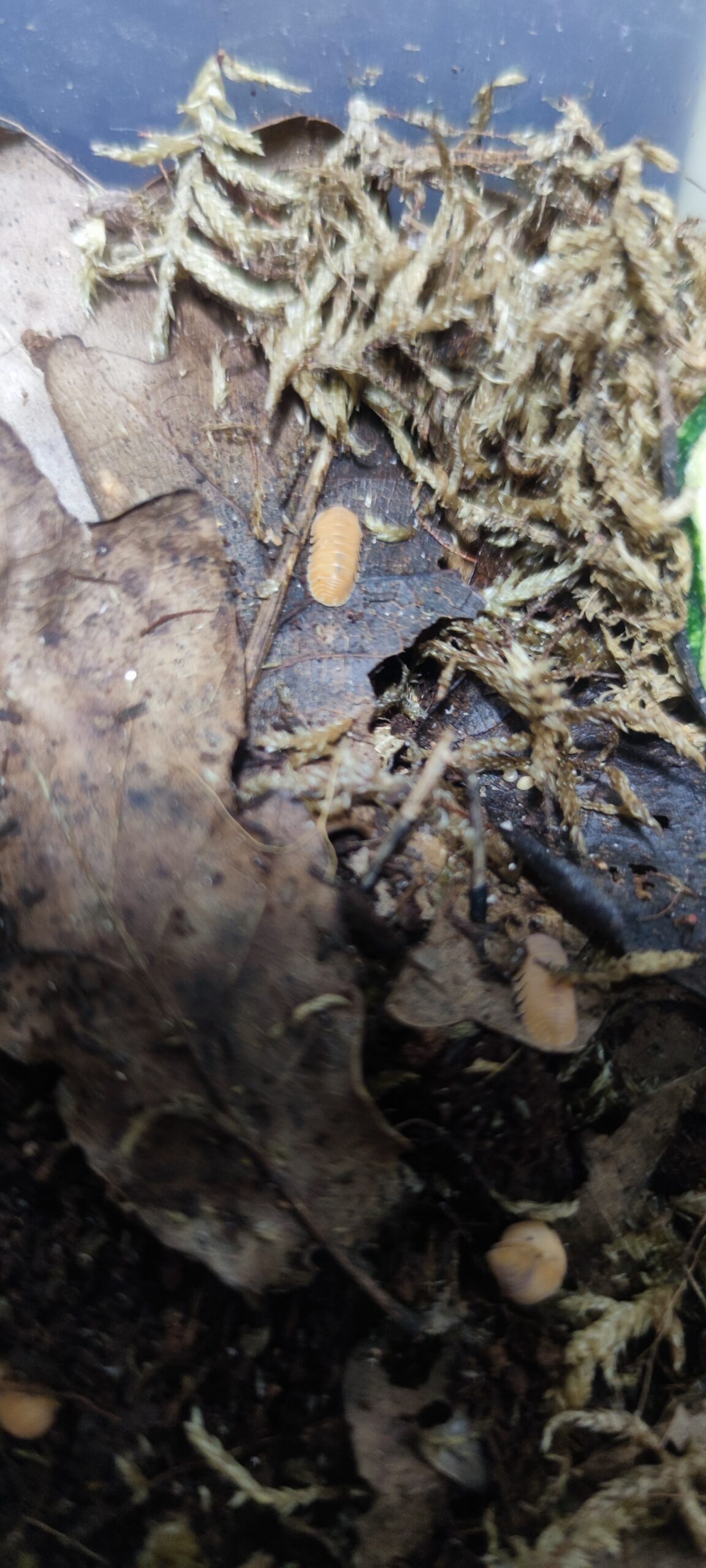 Cubaris Sp. Mandarin