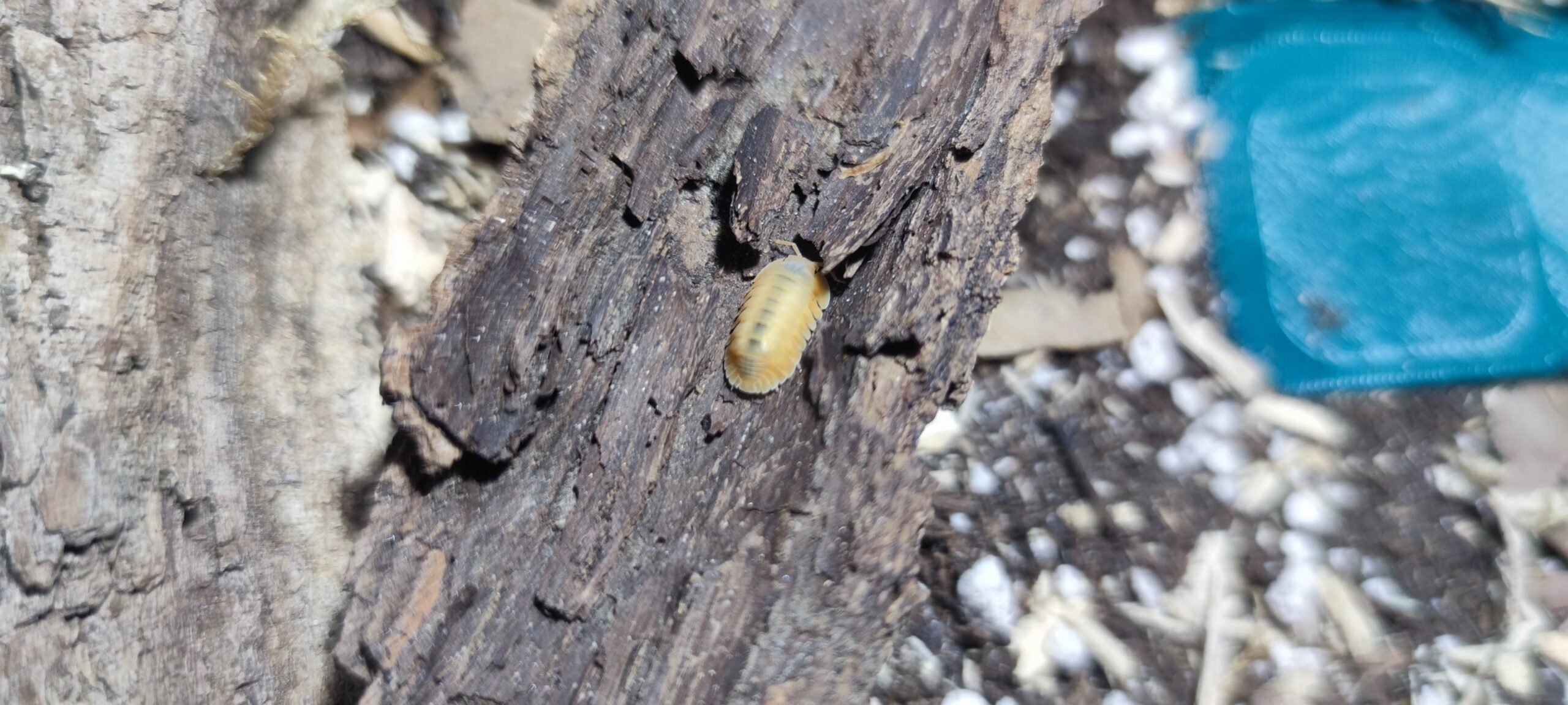 Cubaris Sp. Orange Freezy