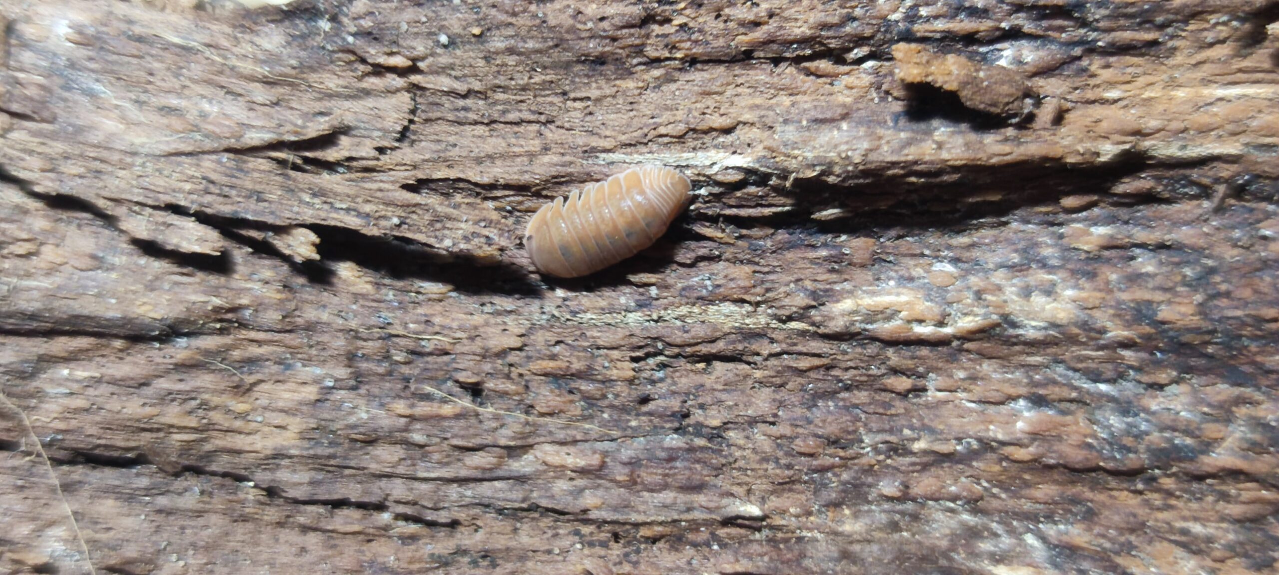 Cubaris Sp. Orange Panda