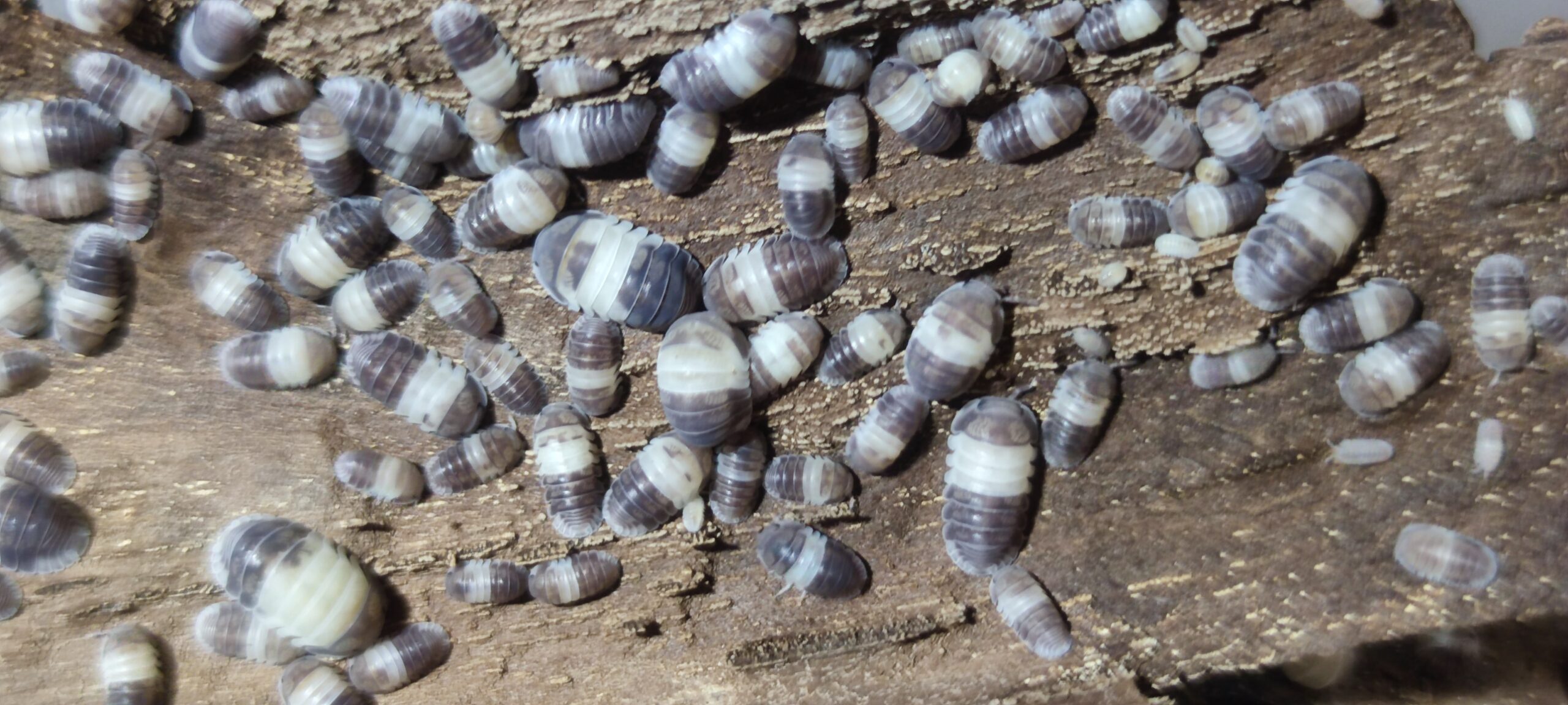 Cubaris Sp. Panda King 1