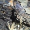 Cubaris Sp. Piggy 1