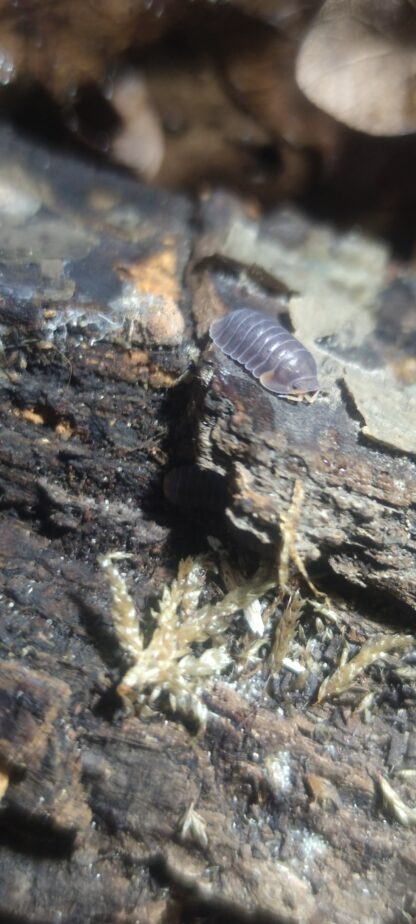 Cubaris Sp. Piggy 1