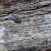 Cubaris Sp. Piggy