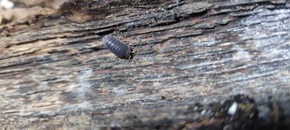 Cubaris Sp. Piggy
