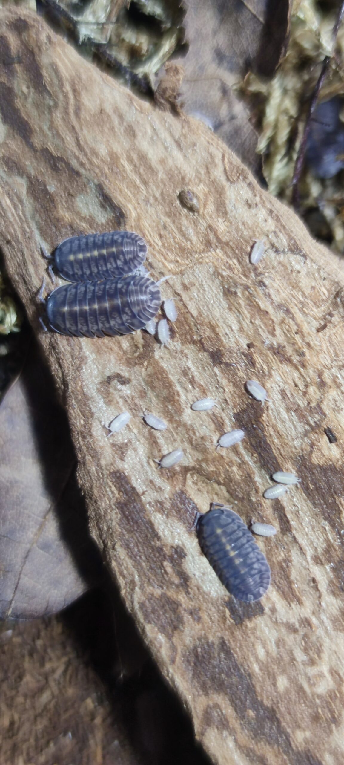 Cubaris Sp. Platin Tung Song 1