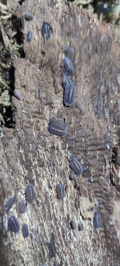 Cubaris Sp. Platin Tung Song