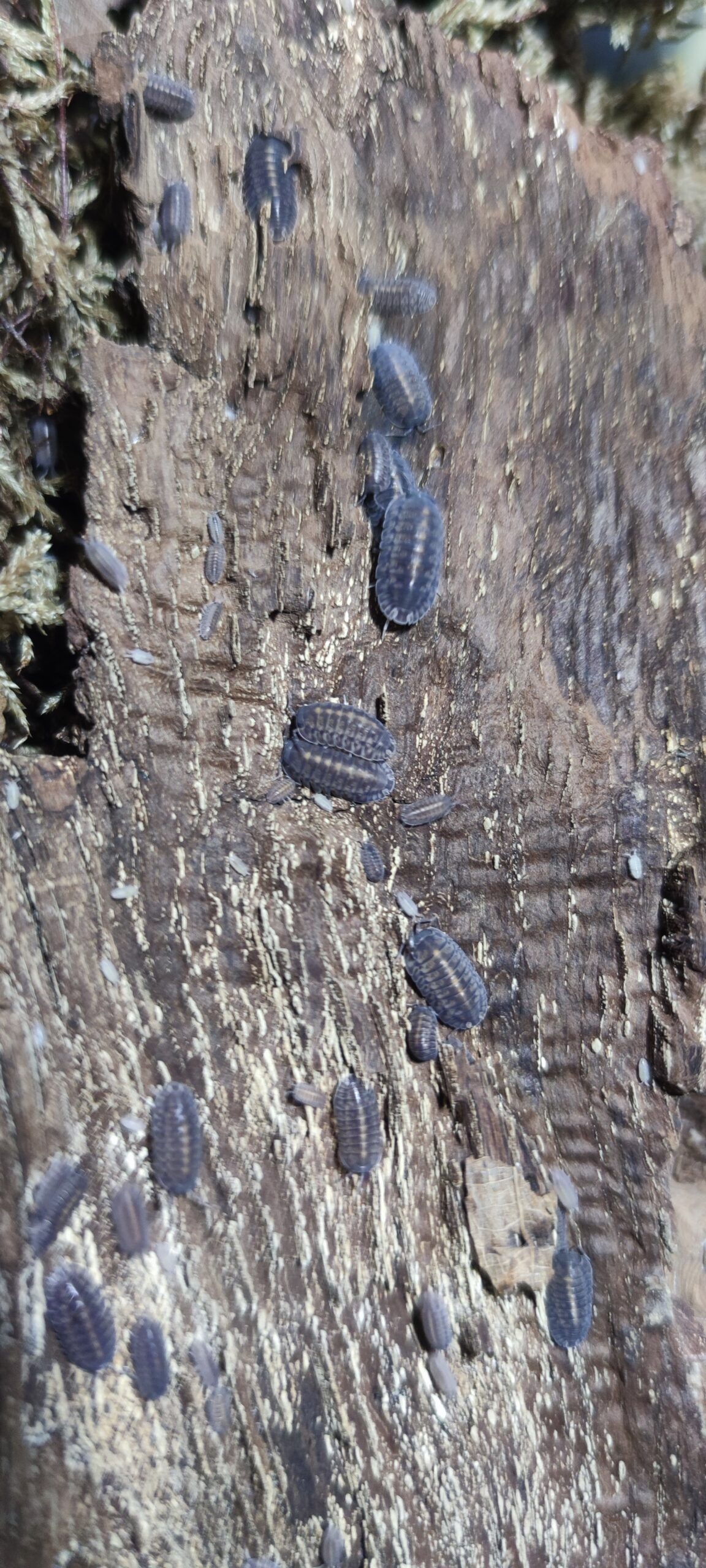 Cubaris Sp. Platin Tung Song