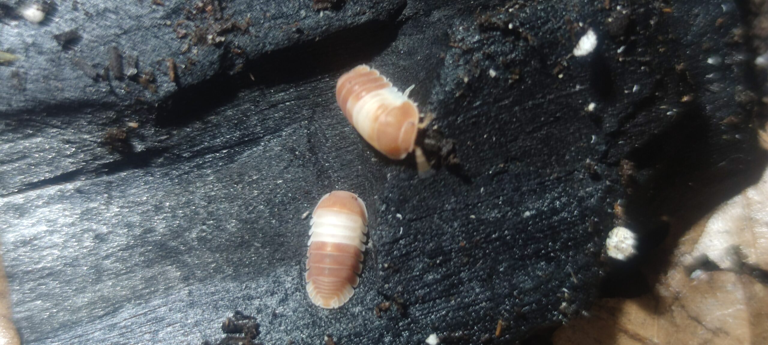 Cubaris Sp. Red Panda 1