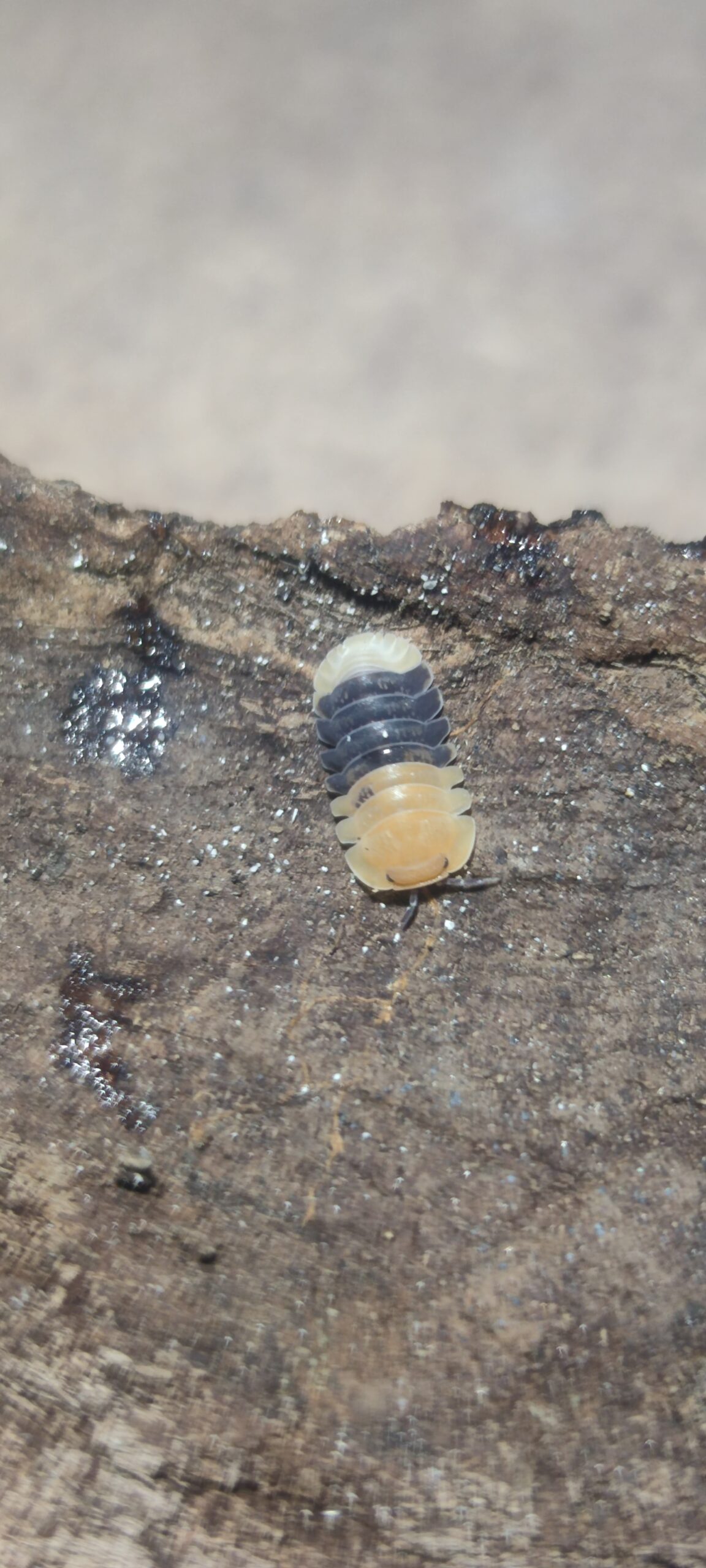 Cubaris Sp. Rubber Bee