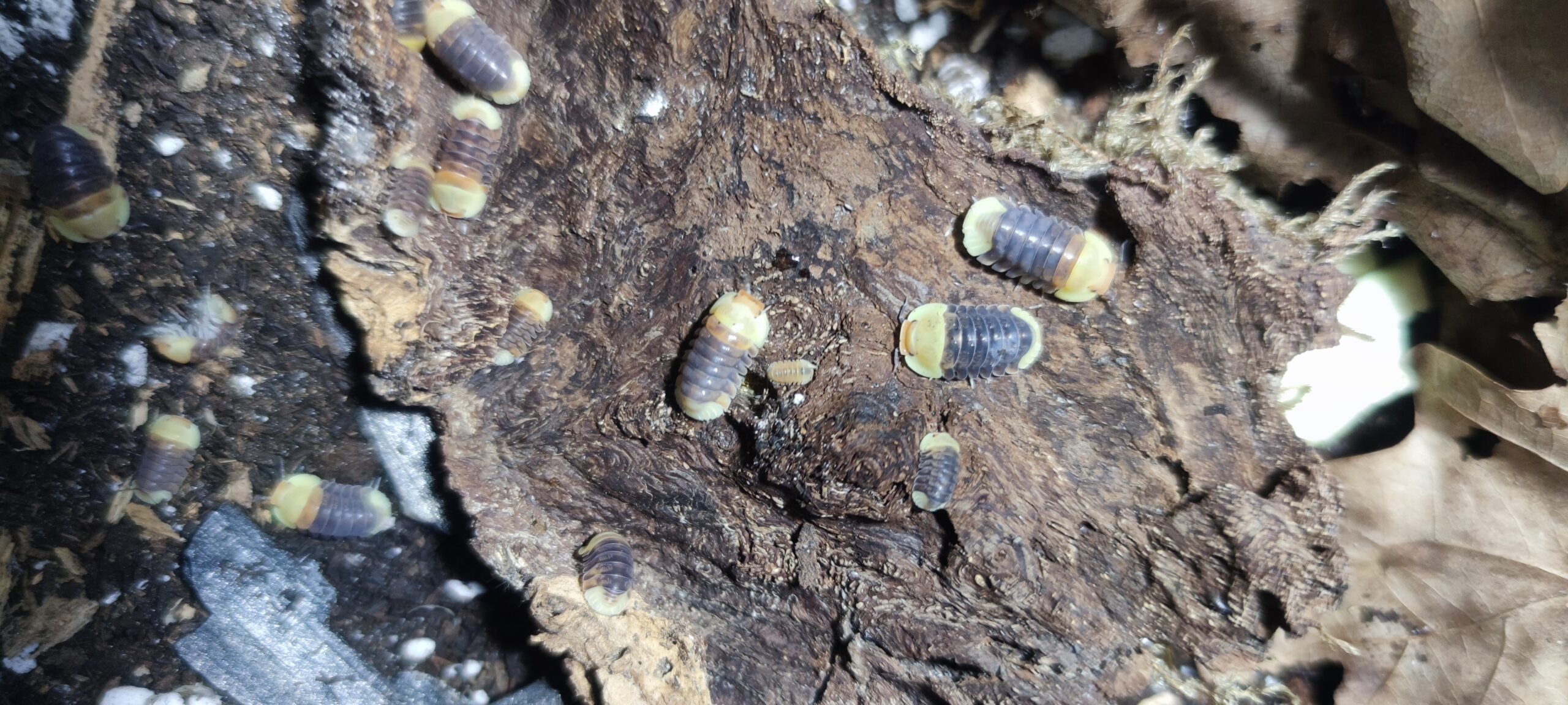 Cubaris Sp. Rubber Ducky