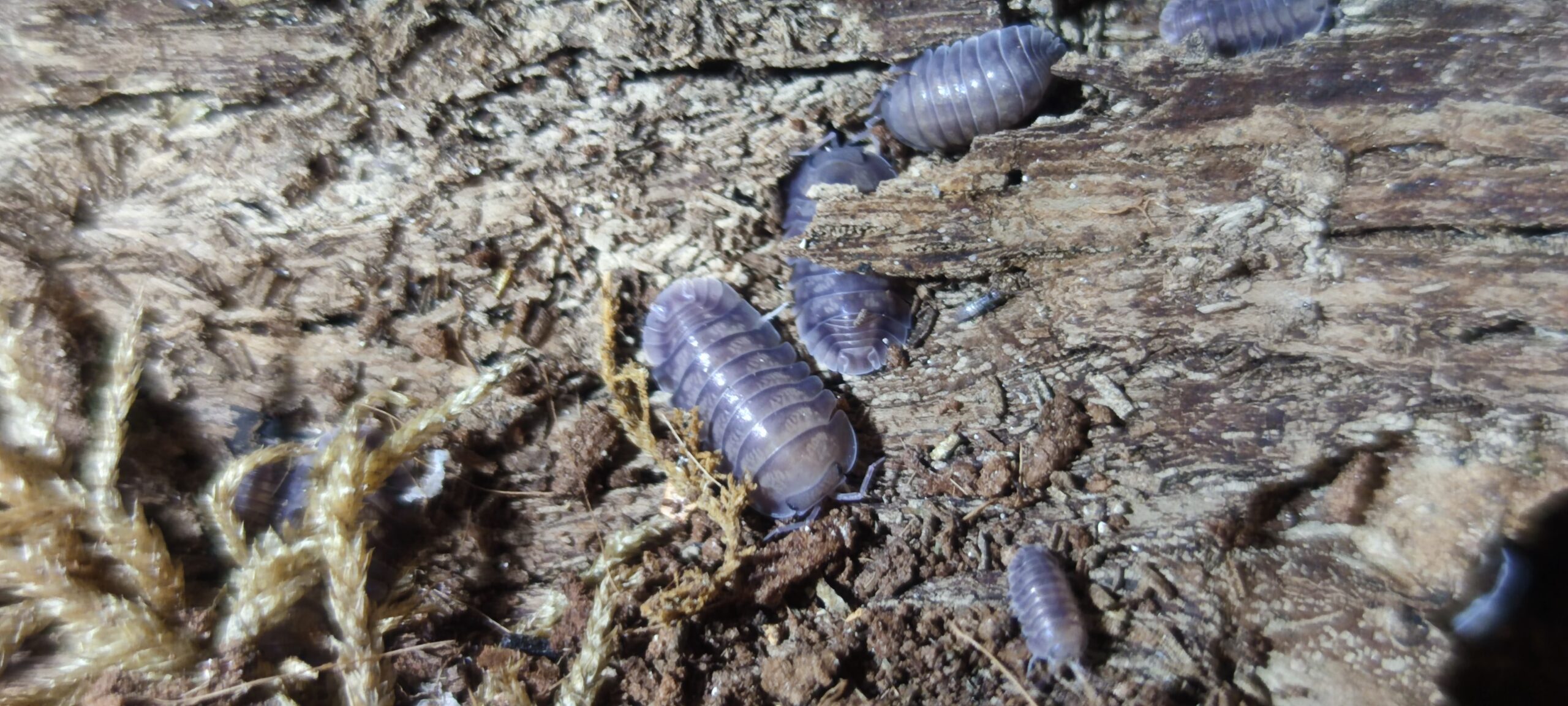 Cubaris Sp. Silver Ghost