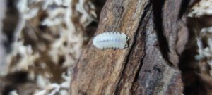 Cubaris Sp. Snow Queen