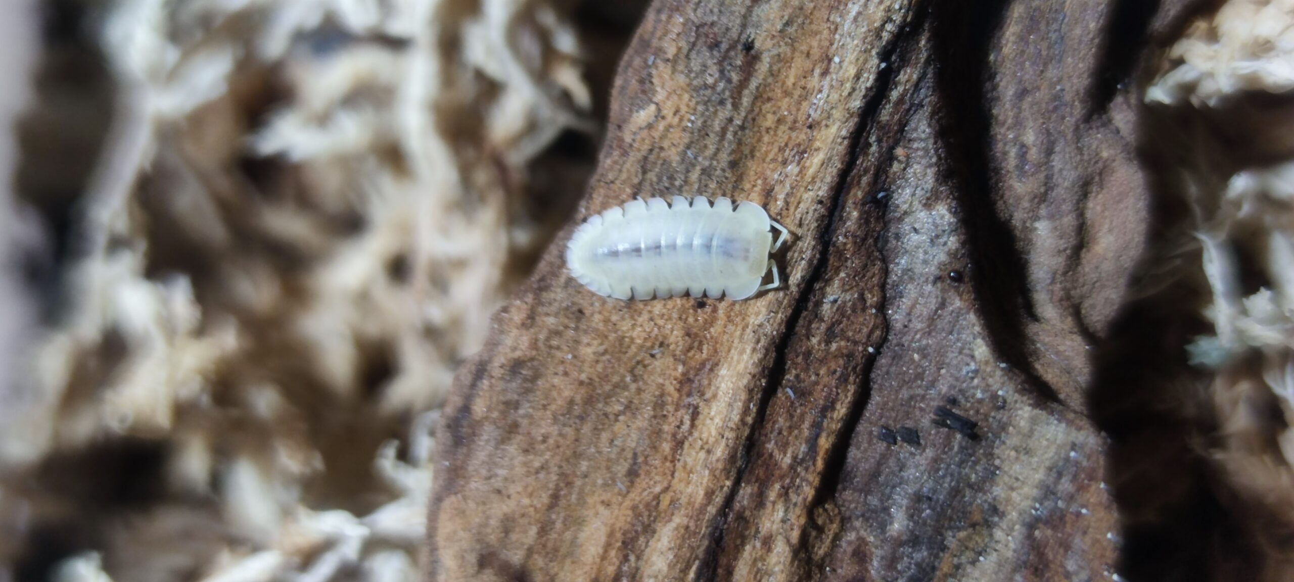 Cubaris Sp. Snow Queen