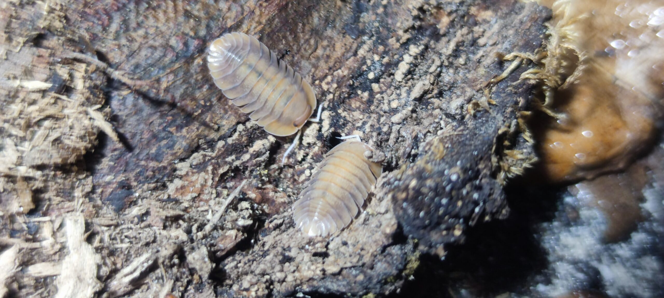 Cubaris Sp. Sunset Queen