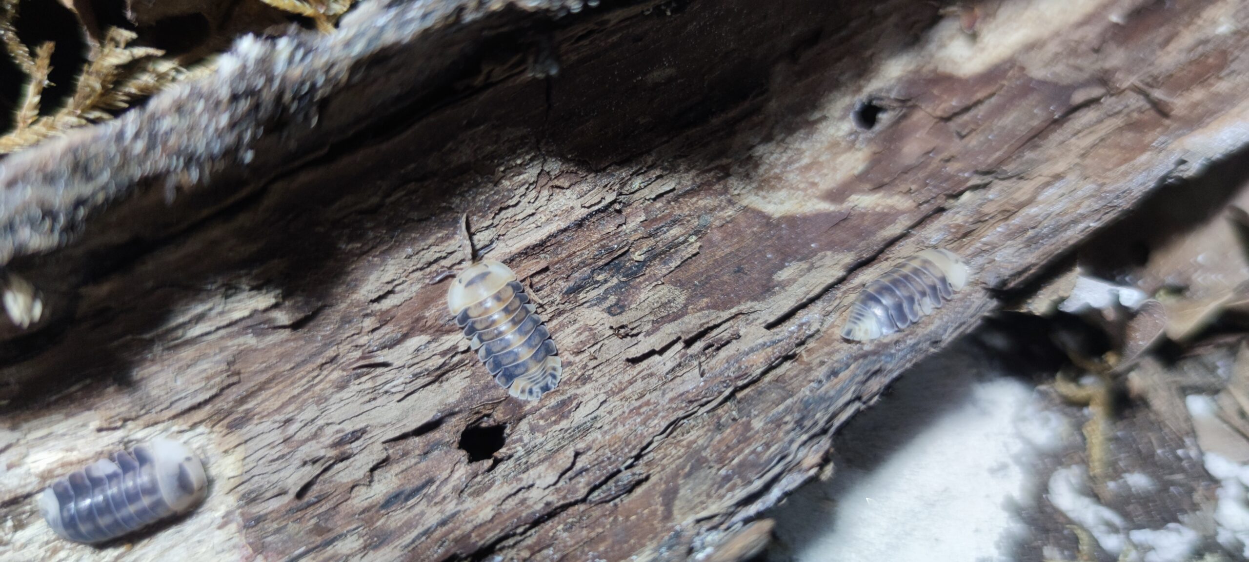 Cubaris Sp. White Head Ducky