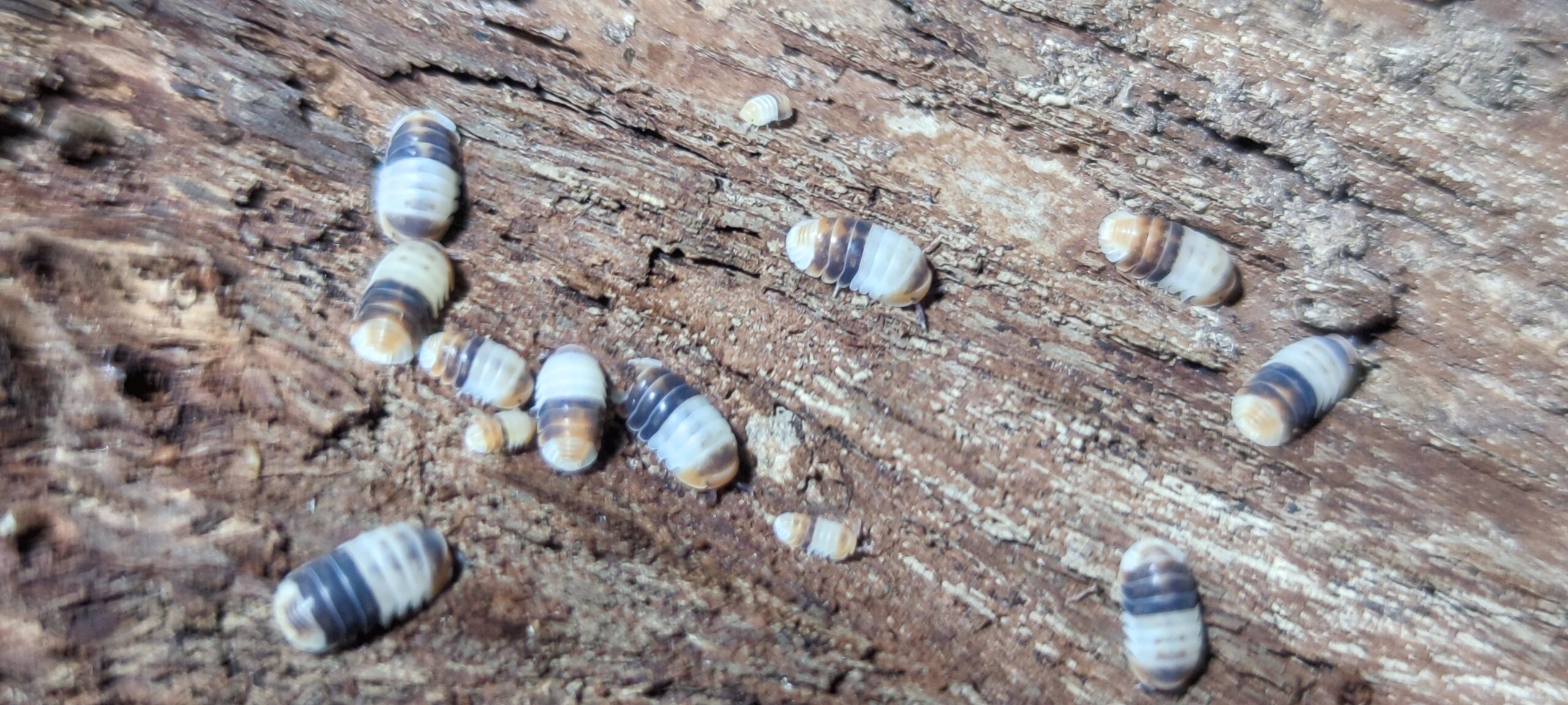 Cubaris Sp. White Shark 1