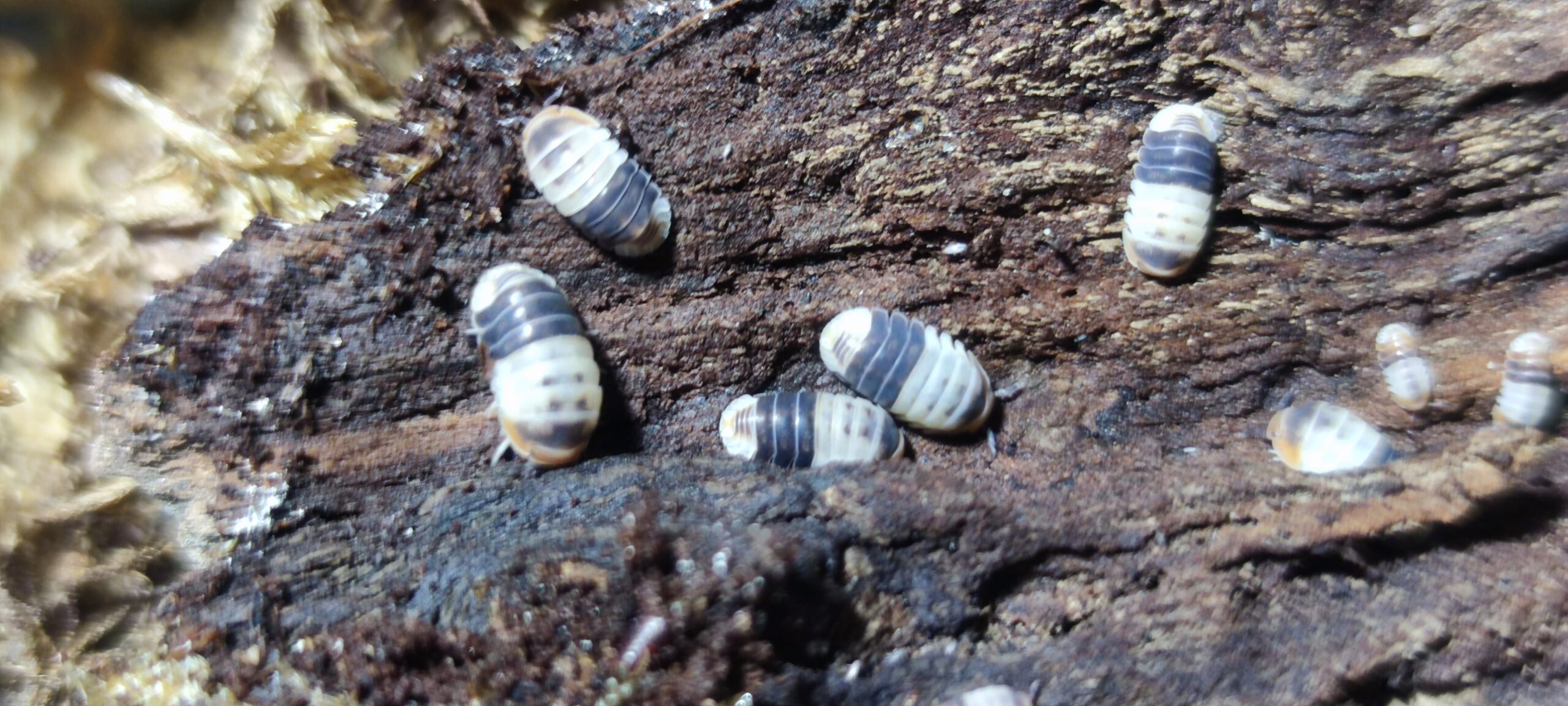 Cubaris Sp. White Shark