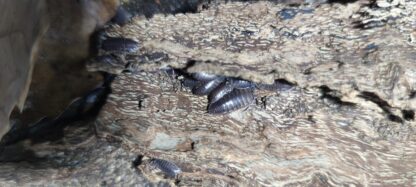 Cylisticus Convexus