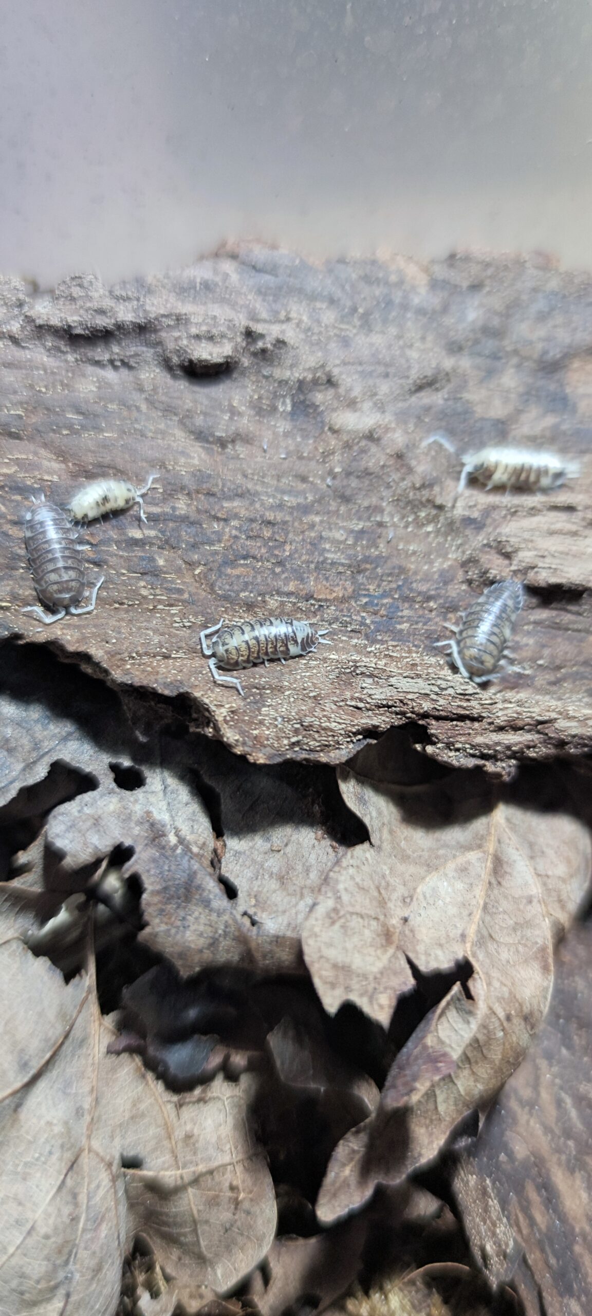 Cylisticus Convexus Ukraine Pied