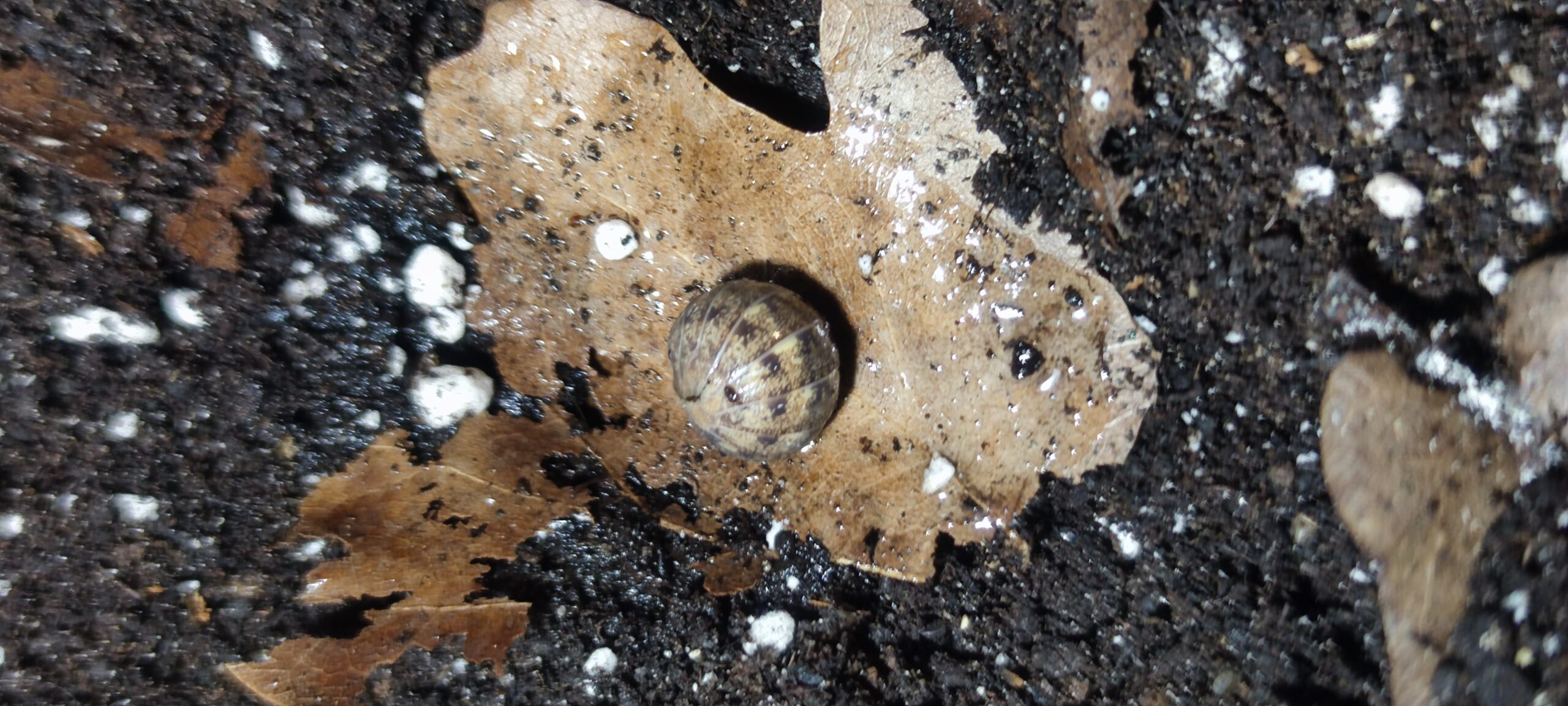 Helleria Brevicornis