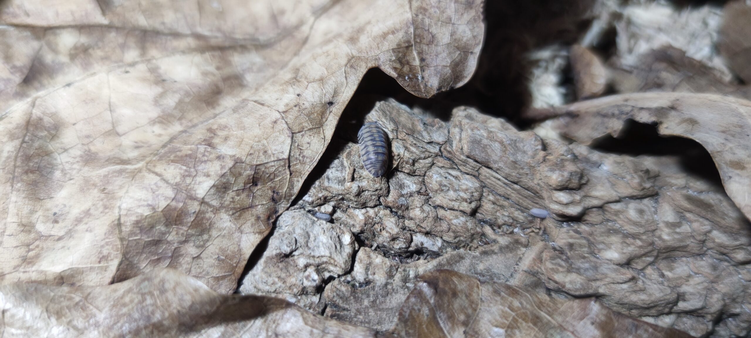 Isopoda Sp. Thunder Dragon