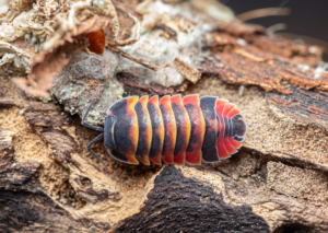 Merulanella Sp Ember Bee Top Water