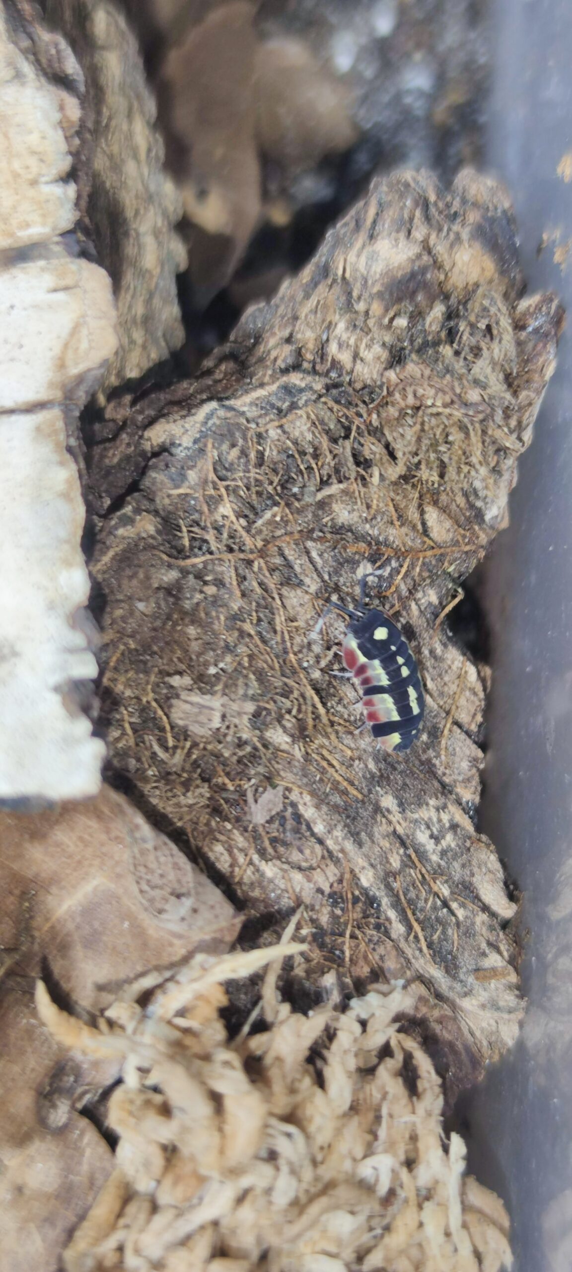 Merulanella Sp. Red Diablo