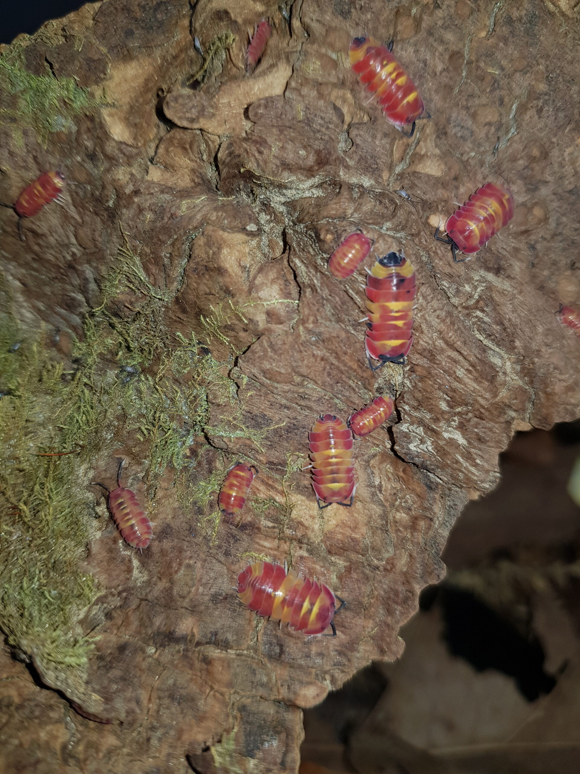 Merulanella sp. scarlet