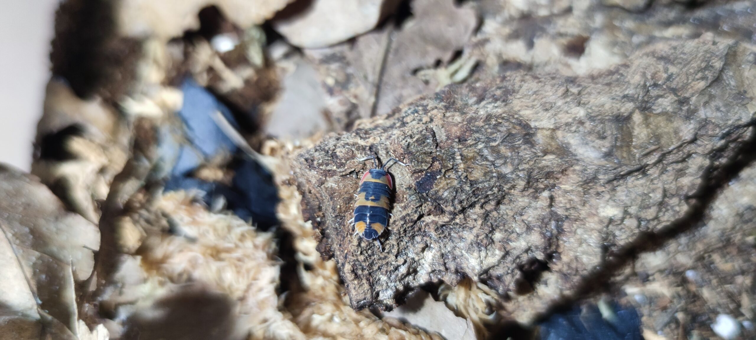 Merulanella Sp. Tricolor