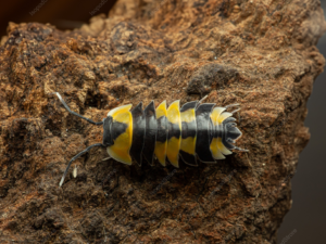 Merulanella Sp. Yellow Phoenix Top Water