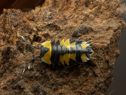 Merulanella Sp. Yellow Phoenix Top Water