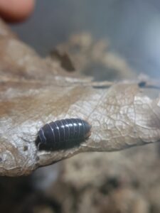 Periscyphis sp. Oman