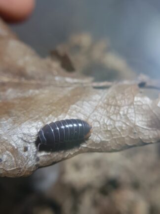 Periscyphis sp. Oman