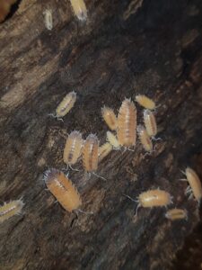 Porcellio beaticensis orange