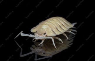 Porcellio Bolivari Front Water