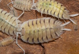 Porcellio Bolivari Top Water